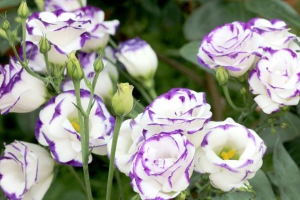 �������: ������� ��������� ����������� ����� ������� ������