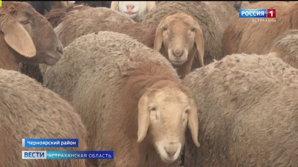 В Астраханской области появилась новая арашанская порода овец