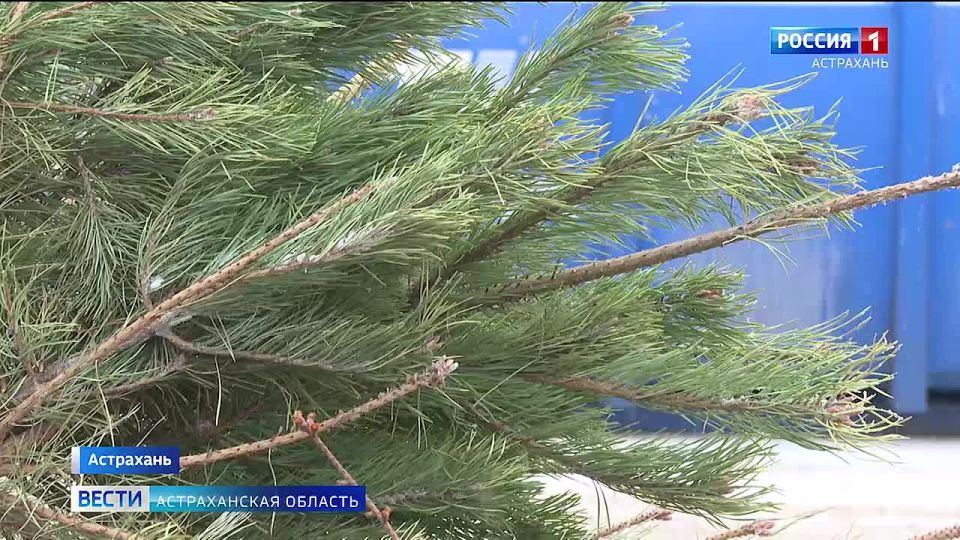Как астраханским ёлкам дарят вторую жизнь
