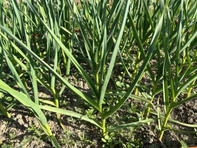 ����� ������� ������� �������: ��� �������� ���� � �����