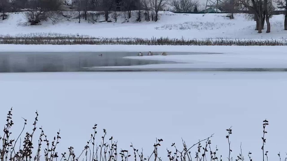В Ахтубинске на реке обнаружили лебедей
