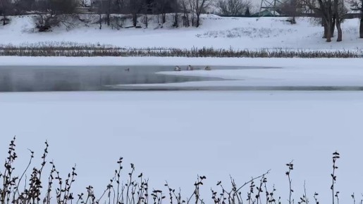 В Ахтубинске на реке обнаружили лебедей