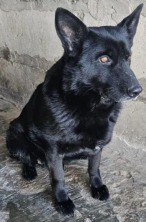 Кинологи регионального УМВД передают на безвозмездной основе выбракованных служебных собак