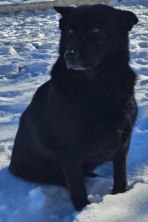 Кинологи регионального УМВД передают на безвозмездной основе выбракованных служебных собак Кинологи регионального УМВД передают на безвозмездной основе выбракованных служебных собак