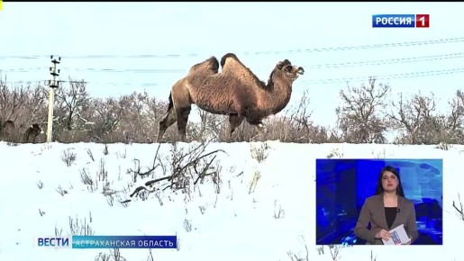 ������������ ��������: �������� �� ����������� ���������