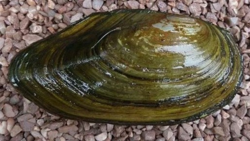 ������� ������ �� ������ ��������: ��� ������� ���������� ����� � �������� ������������