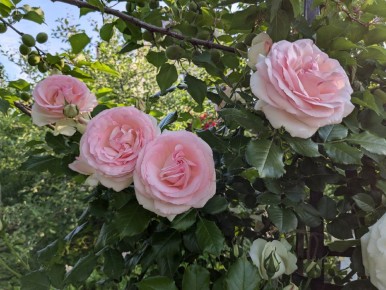 ����� ���, ������������ Pierre de Ronsard, � ��� ��� �������� ��� ���