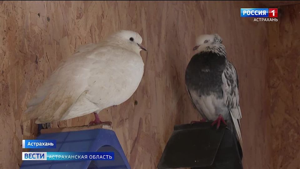 � ������������ ������� ���� ������ ��� ��� ����