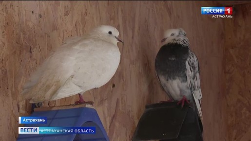 В Астраханской области есть уютный дом для птиц