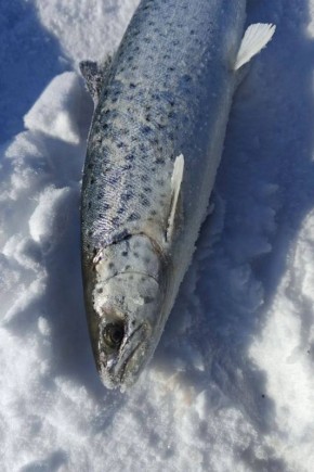 ������� ������ ����������� ������