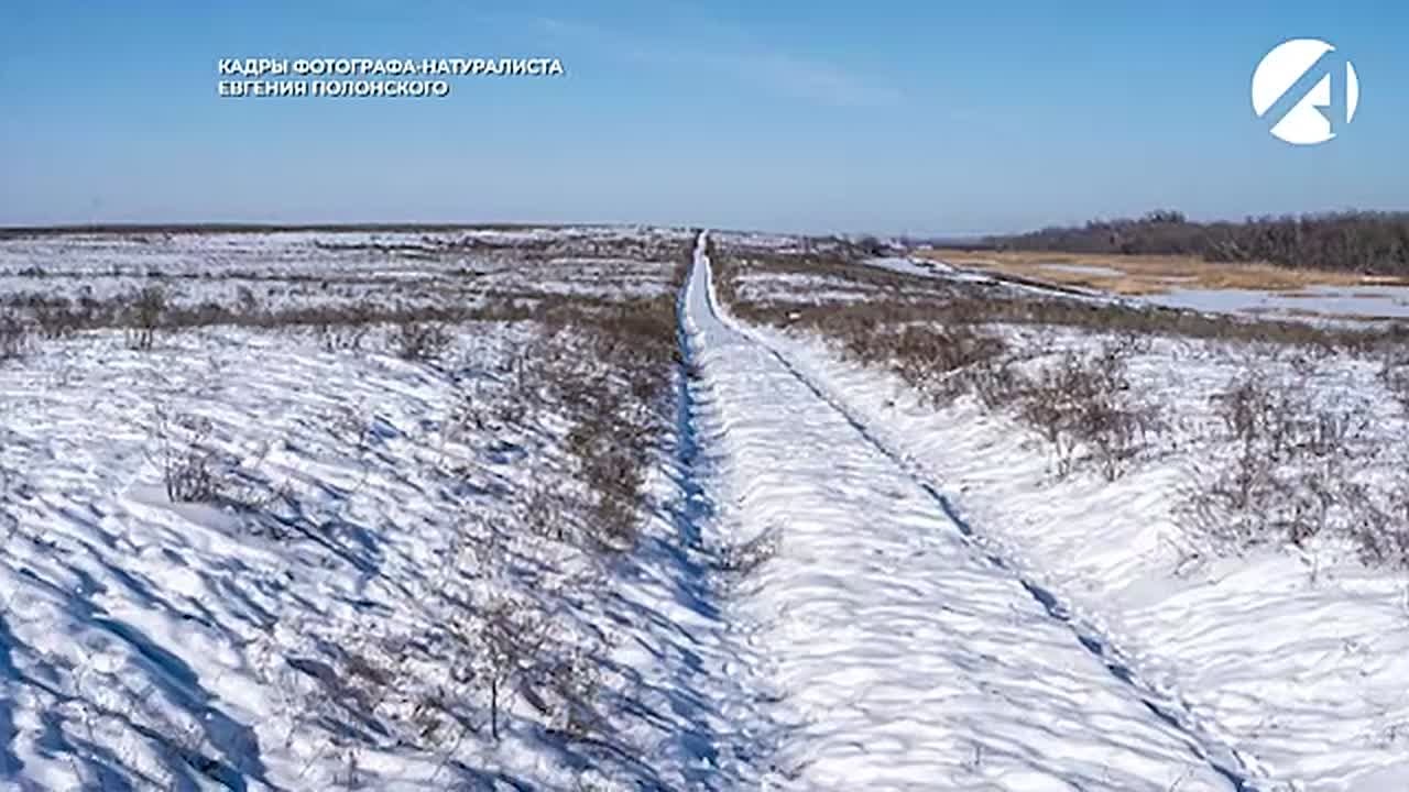 Редкий гость у дома и на трассах региона