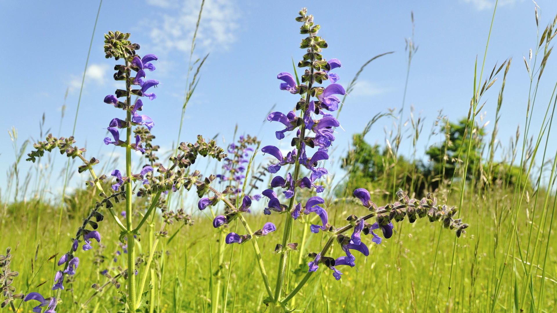 «За добрым здравием»: какие травы стоит собирать в лечебных целях