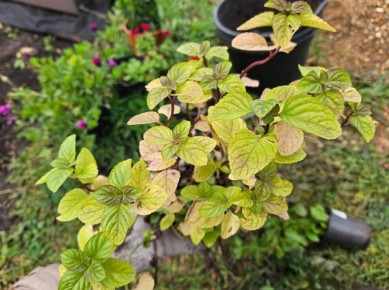 ��� ���������� ���������� �� �������: ����� ������ ������� ��������