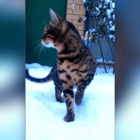 О погоде на завтра. 1 февраля в Астрахани будет облачно, возможен небольшой дождь