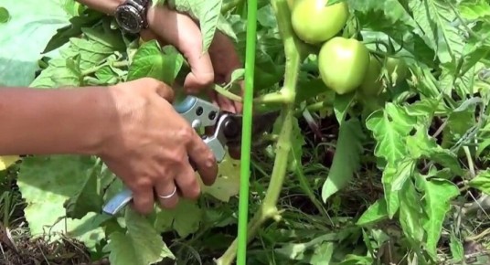 ������� ������� �� ������� � ����: ��� ����� ����� ��������