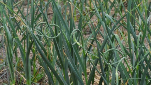 ��� �������������� ����� �������� ��� ������ �� �������������