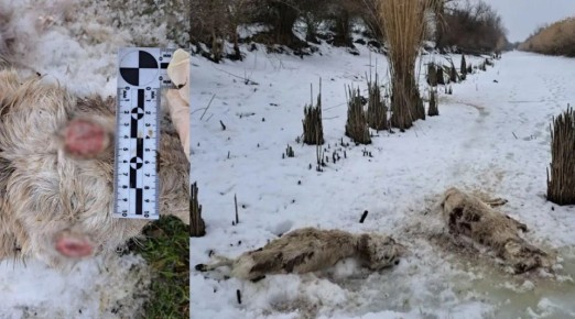 Астраханская полиция напоминает об уголовной ответственности за незаконный оборот рогов сайгака