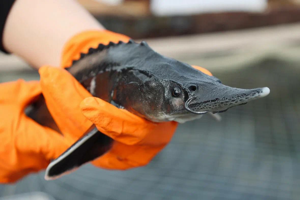 На ночь глядя: Астраханские краеведческие чтения