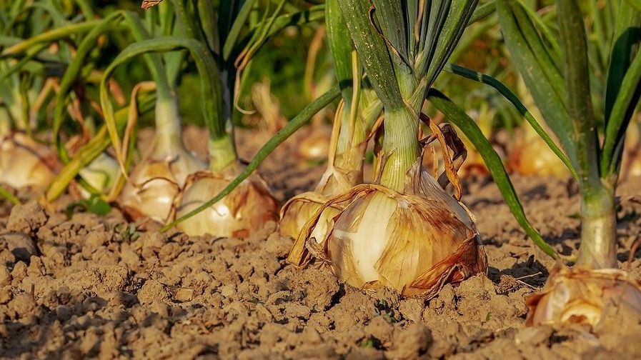 Финская технология посадки лука: 5 секретов для богатого урожая