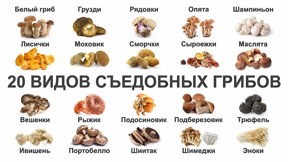 Грибы: Какие из них Можно Есть Сырыми