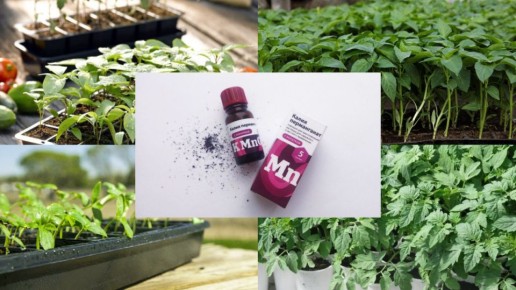 ���-5 �������� ������� ��� ��������� ��������: ������� ��������� ������