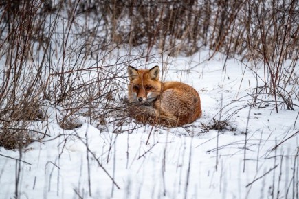 ������ � �������� � ���������: ���������� ������� ���������� ��� ������ ����