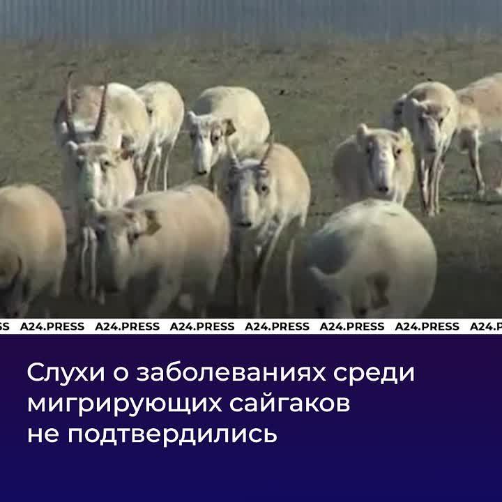 ������� �������. � ������������ ������� ����� ���� ����������� ��� � �������� �����-���������