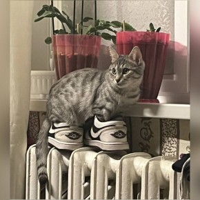 � ������ �� ������. 7 ������� � ��������� ������������ ���������� ����������, ��� ������������ �������