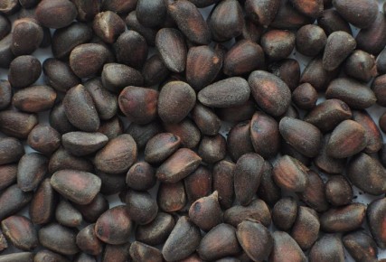 ��� ���� �������� ����� ������: �� ���������� ����� ������