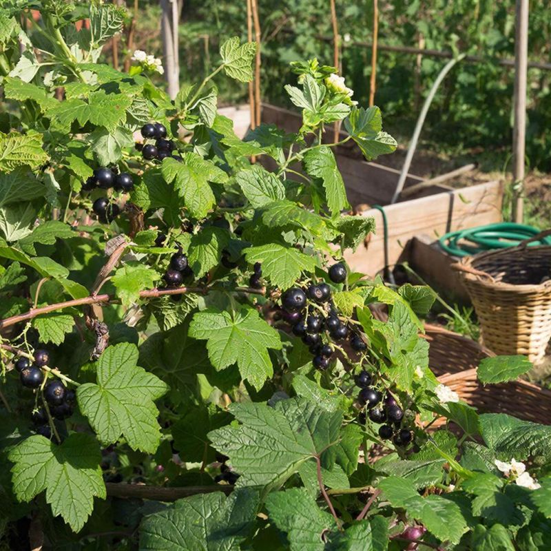 ��� ������� ������� � ������� ����� ���������: ������� ���������