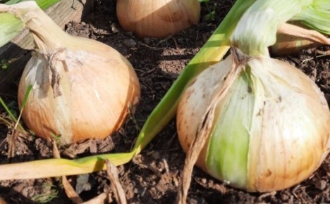 ��� ���������: ������� ����� �� ��������� ����� ������