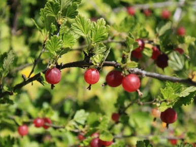 ��������� ������ ����: ������� ����������� ���������� ���������