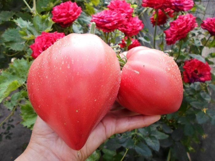 ����� �������� ��������: ��������� ���������� ����, ���������� ���������� ������