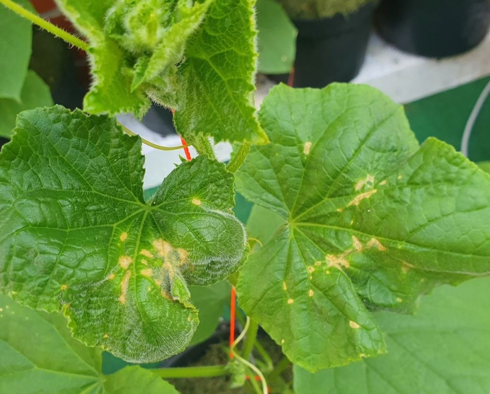 ������������: ������ ��� �������, � ������� ����� �������� ����������