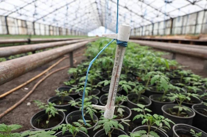 В Астраханской области стартовала высадка розовых томатов