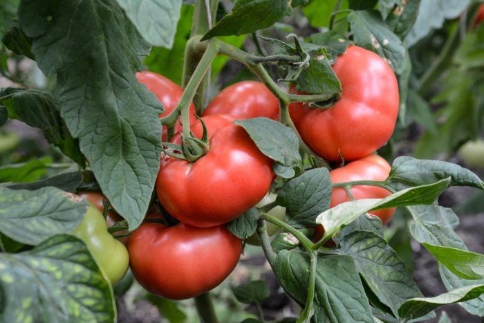 ����� ��������: ��� �������� ������� ������ � ����������� �������������