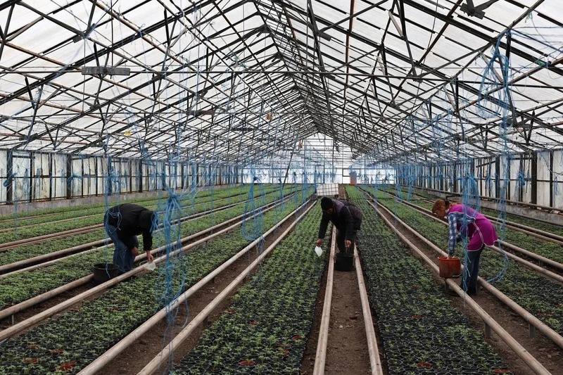 В Астраханской области стартовала высадка розовых томатов В Астраханской области стартовала высадка розовых томатов