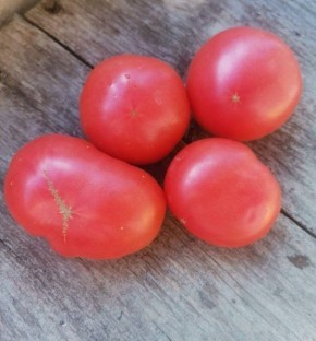 Томат Тести: секреты получения богатого урожая на вашем огороде