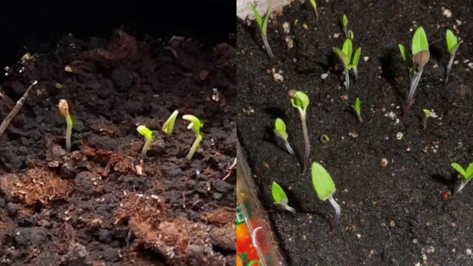 ��� ���������� �� �������� �������� �� ������� � �������� �� ��������