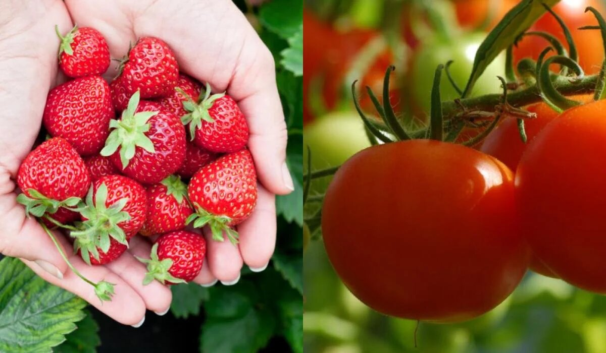 Секреты удачного севооборота: что не стоит сажать после клубники