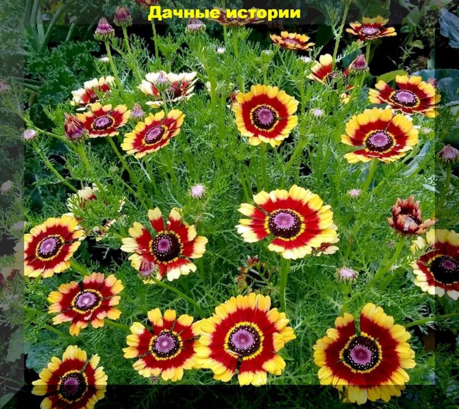 ��� ������� ��������� �������� � ����� ����: ����������� ��� ������ ����� � �����