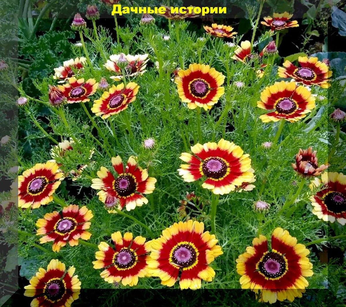 Как создать цветочное изобилие в своем саду: однолетники для посева прямо в грунт