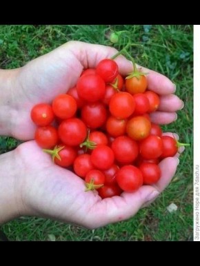 ����� ������� �������: ��������� ������� ��� ������ ���� � �������