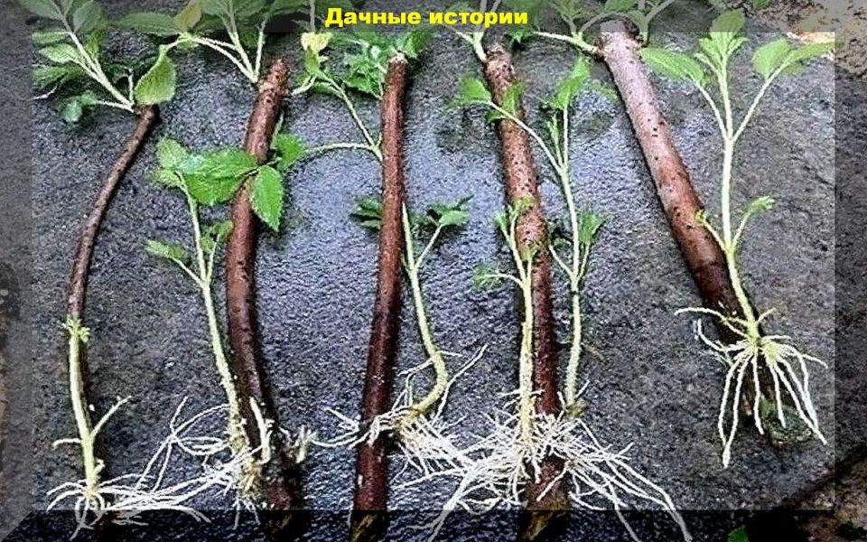 �������: ��������� ����� ��� ���������� ���������