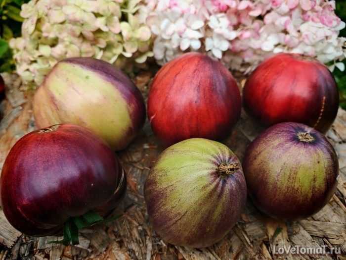 ����� ������� �������: ��������� ����� ��� ������ �������