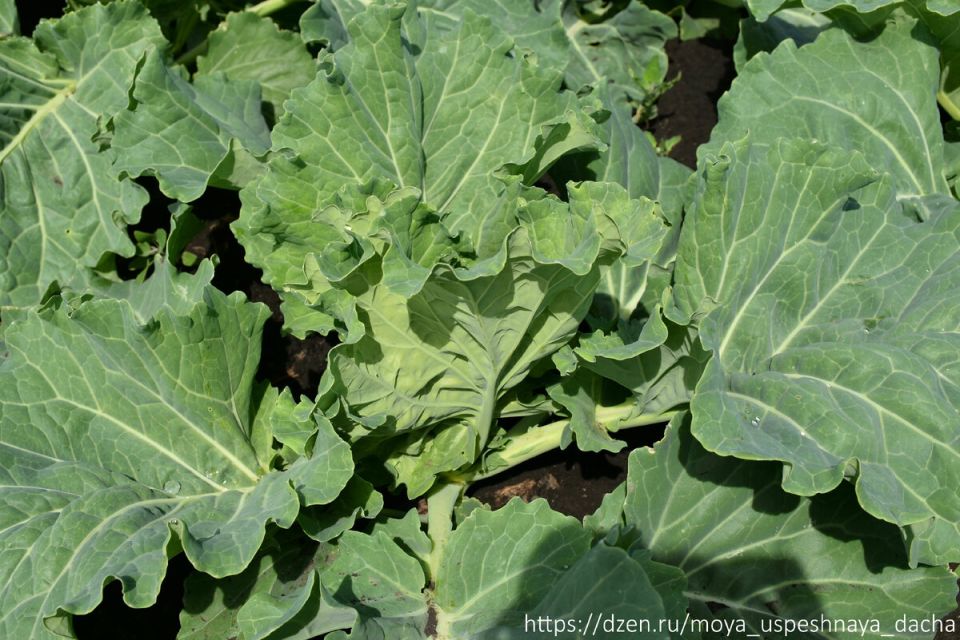 ���� ������������� �������: ������� �������� ������