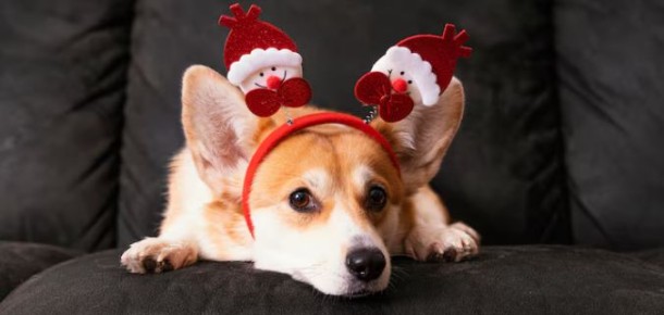 Безопасные угощения для домашних питомцев на Новый год