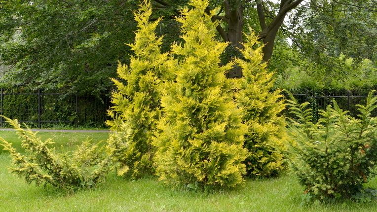 ��� ����� ��������� ��� ��������������: ��� ����������� �������