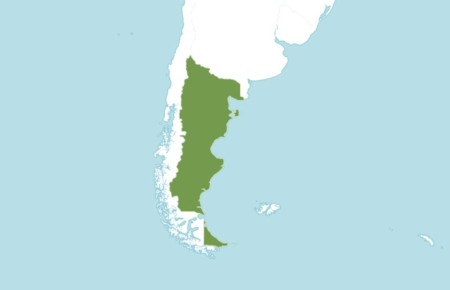 Необыкновенная находка: новая фиалка из Патагонских Анд