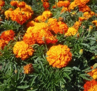 ����� ������ �������� �� �������